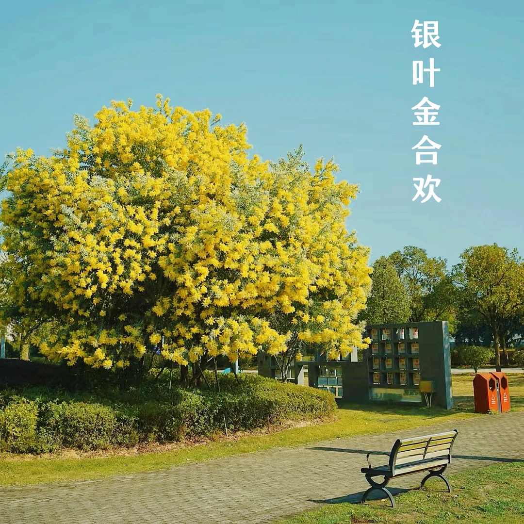 银叶金合欢高端植物阳台庭院开花植物耐冷耐热金银花