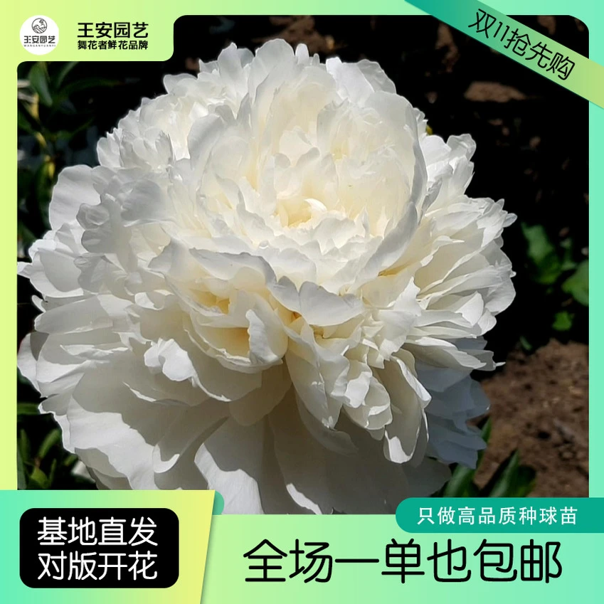 【巴林顿月亮】裸根重瓣芍药庭院阳台地栽盆栽耐寒观赏草本