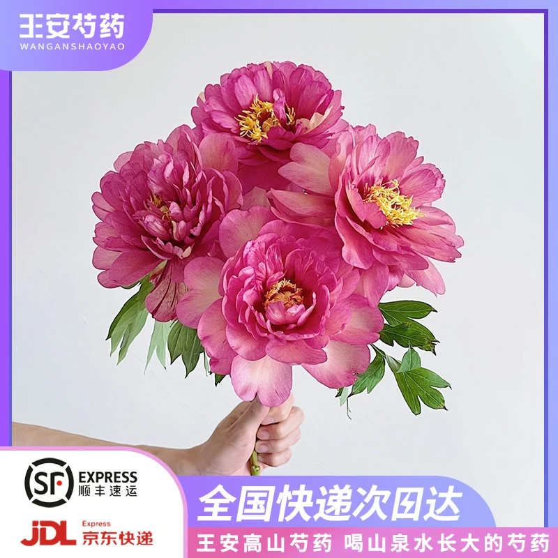 【王安园艺】希拉里伊藤系列牡丹芍药五月花神办公家居基地现采现发