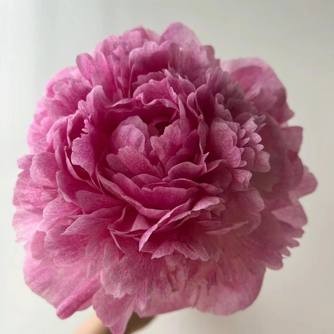 【王安园艺】小鹿麻点女王养护高山芍药基地现采瓶插鲜切花材