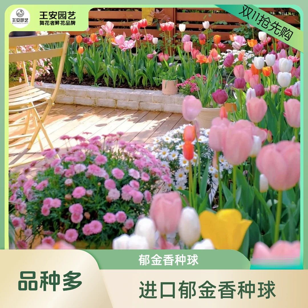 【现货】进口5度球郁金香种球多品种可土培水培(45-60天开花）