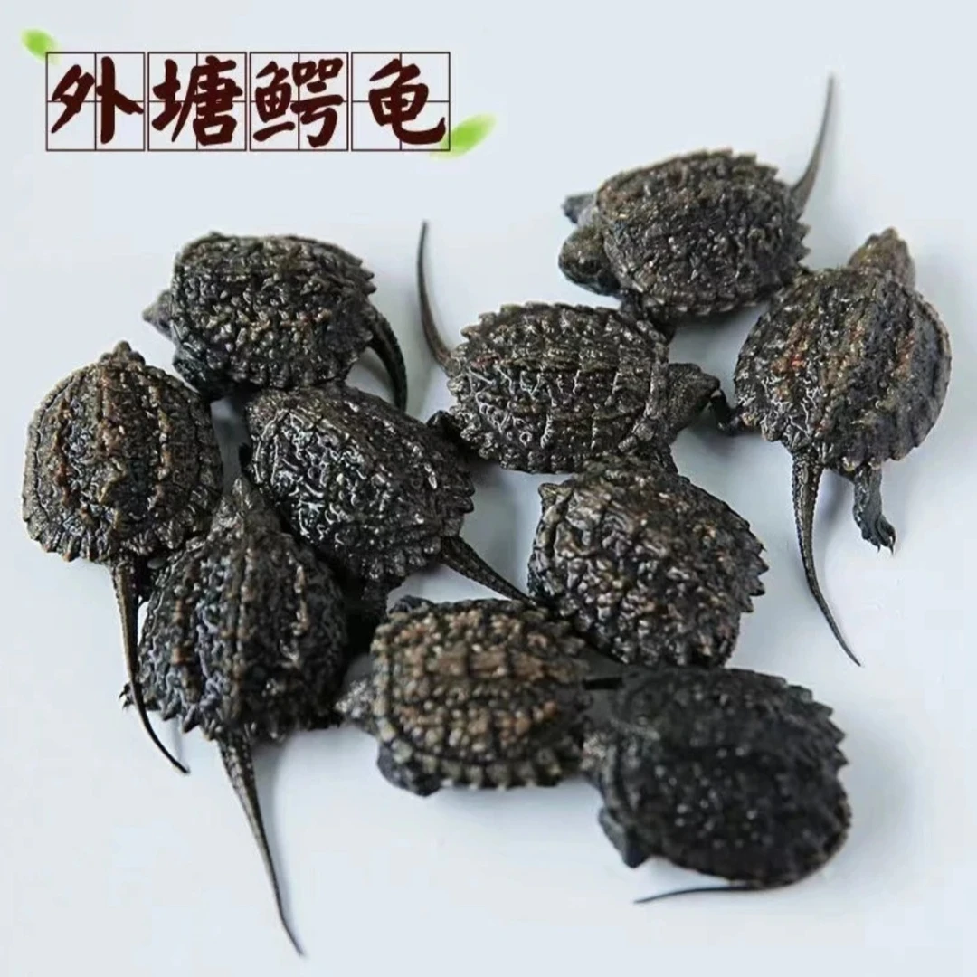 外塘纯种杂佛龟苗情侣小乌龟凶猛肉食