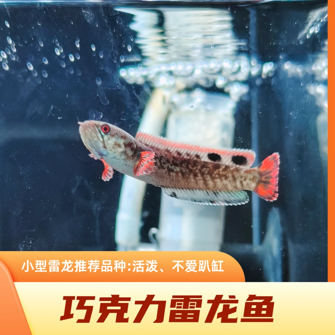 巧克力雷龙鱼/巧克力七彩雷龙苗/巧克力苗