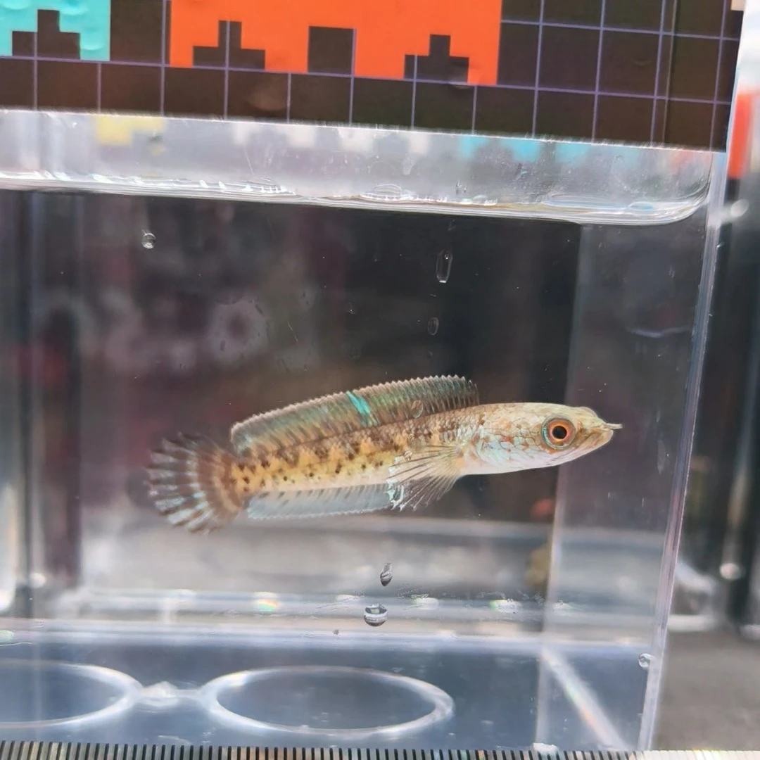 黄金眼镜蛇雷龙鱼苗5-10厘米