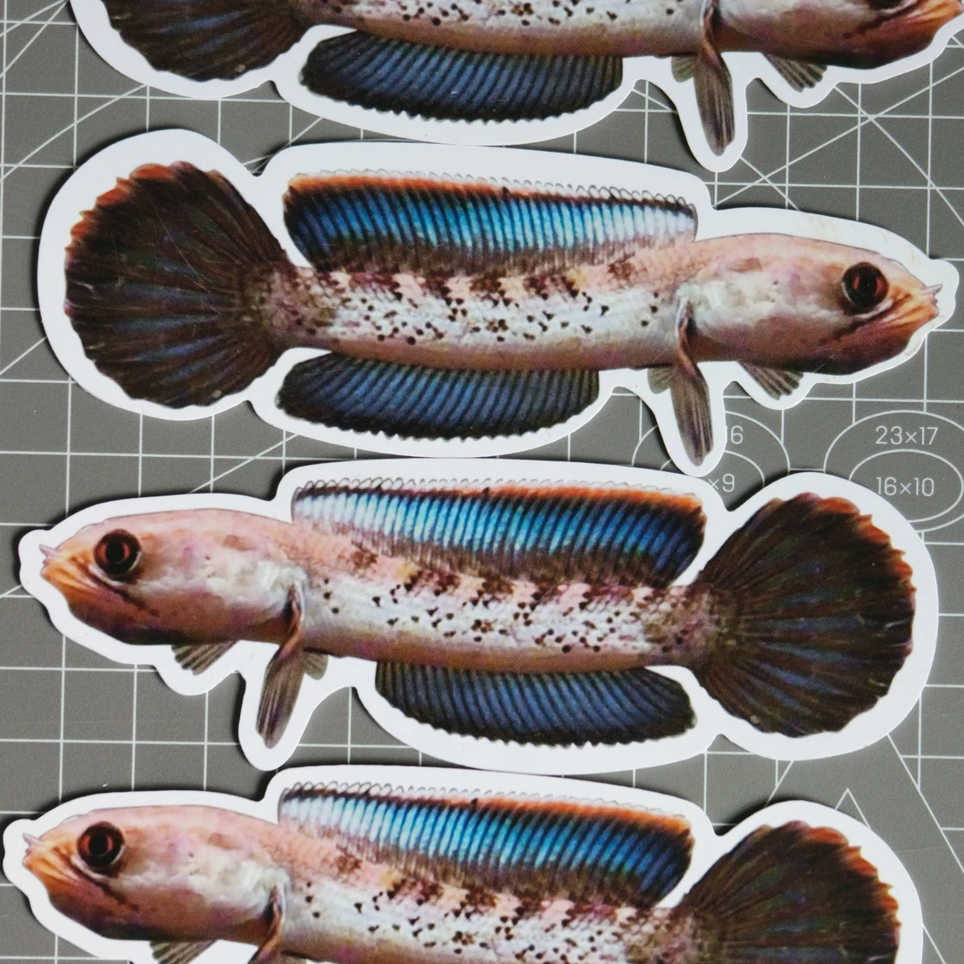 ○来哥雷龙直播专用连接/非直播拍下发雷龙鱼卡片