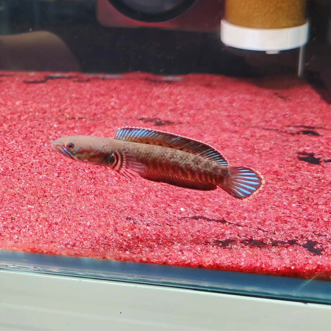 ✨奶茶雷龙/奶茶苗/奶茶4-6厘米