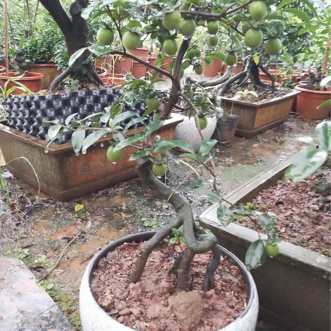 阿蔡灌木金弹子盆景一物一拍