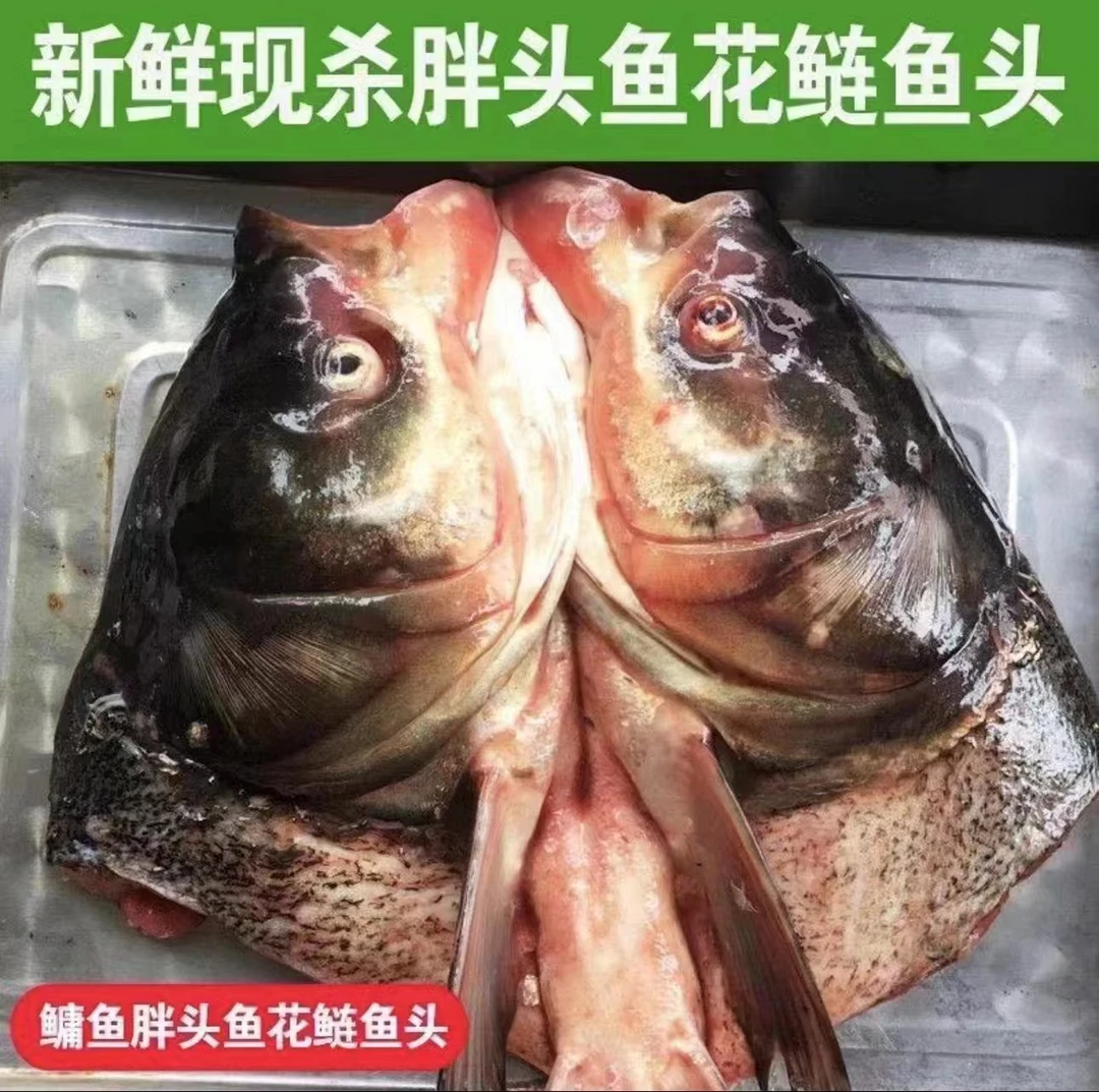 纯东北冷水大胖头鱼头嘎嘎香8-9斤（去鳃7-8斤）