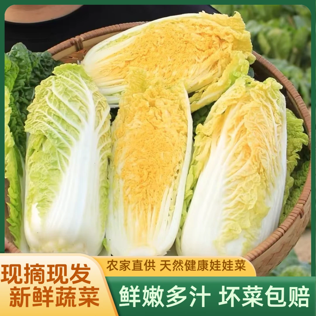 新鲜露天蔬菜娃娃菜农家菜包心菜黄心小白菜脆甜爽口火锅配菜包邮