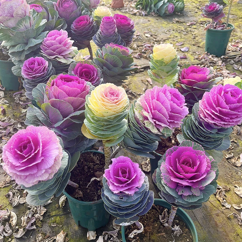 羽衣甘蓝冬日玫瑰(耐寒 颜值高)庭院阳台开始植物