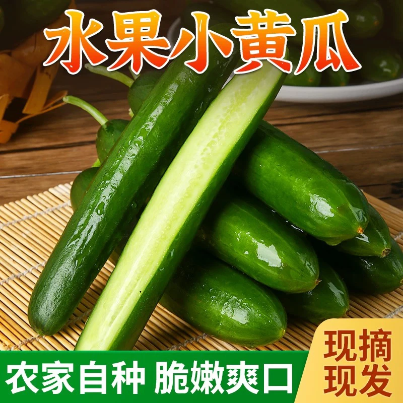 山东水果黄瓜生吃现摘现发当季水果脆甜可口4.5斤装坏果包赔