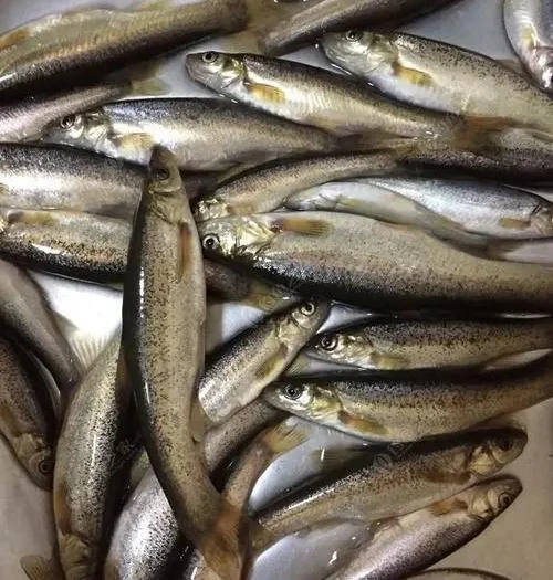 鲜活柳根鱼　约400g【默认宰杀】