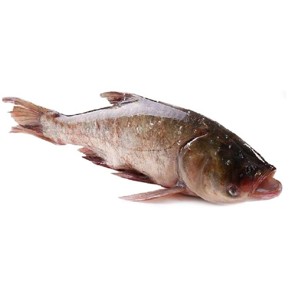 鲜活胖头鱼　约1.5kg【默认宰杀】