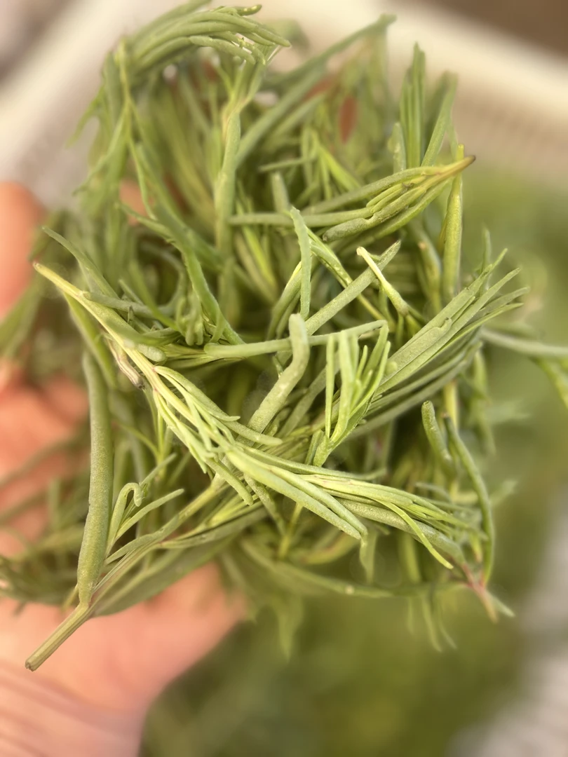 羊口 现採黄须菜