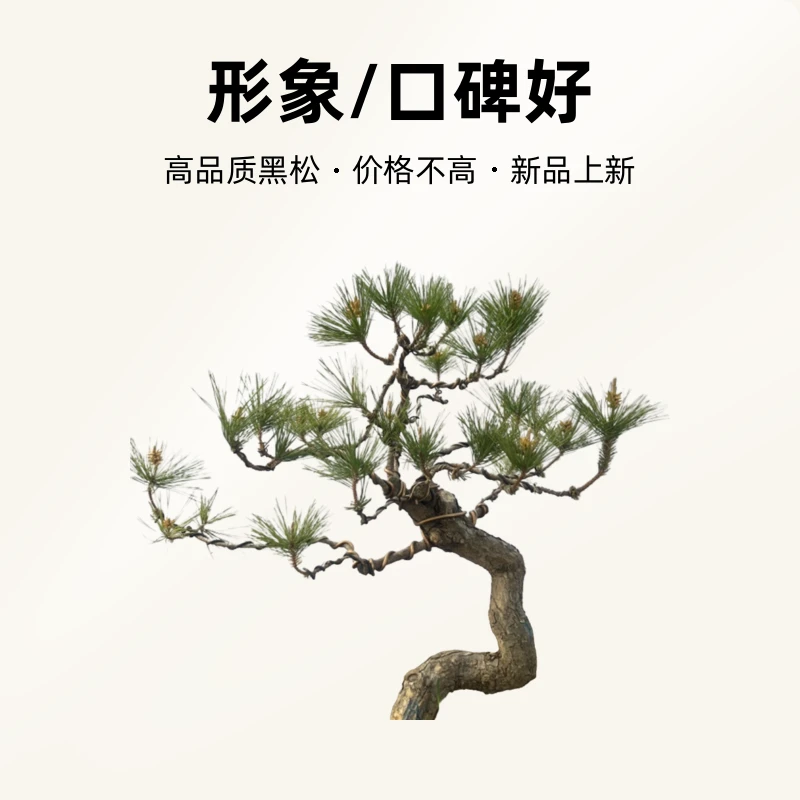 精品黑松价格不高