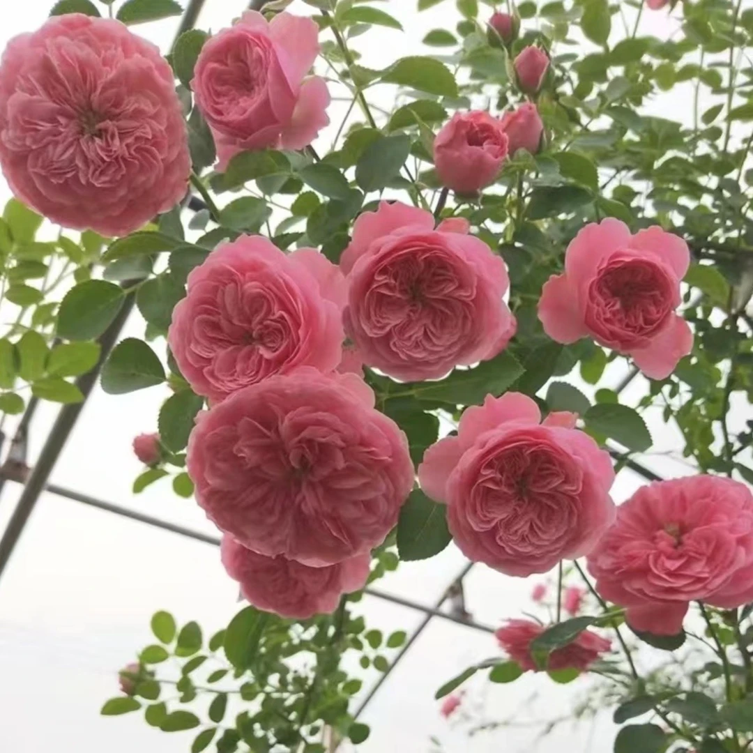 粉色达芬奇耐寒好养庭院种植攀爬藤本大苗阳台玫瑰月季大朵月季花