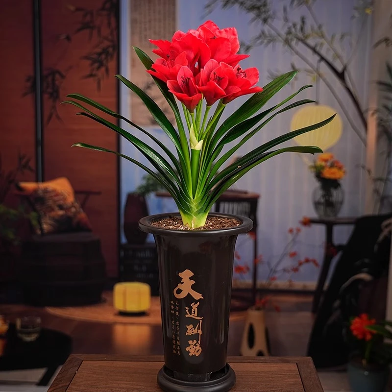 君子兰盆栽老苗带花苞四季好养花卉绿植物室内阳台圆头和尚大小苗