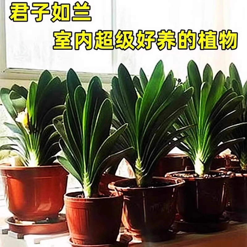 君子兰盆栽老苗四季好养多肉花卉绿植物室内圆头和尚大小苗