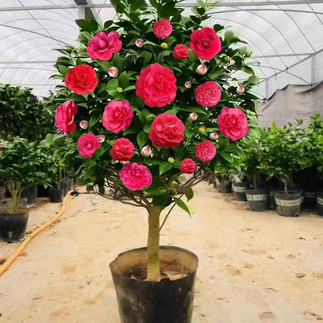 茶花树老树桩室内外浓香型盆栽耐冻好养四季常青基地直发山茶花卉