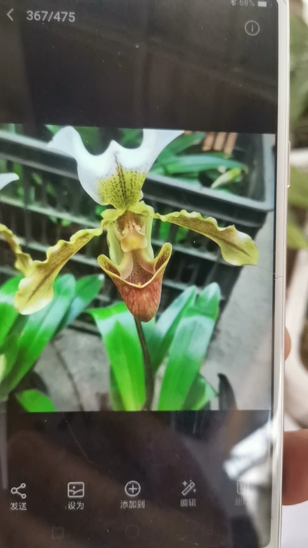 大青蛙兜，多年种植兜兰品种，没有花苞