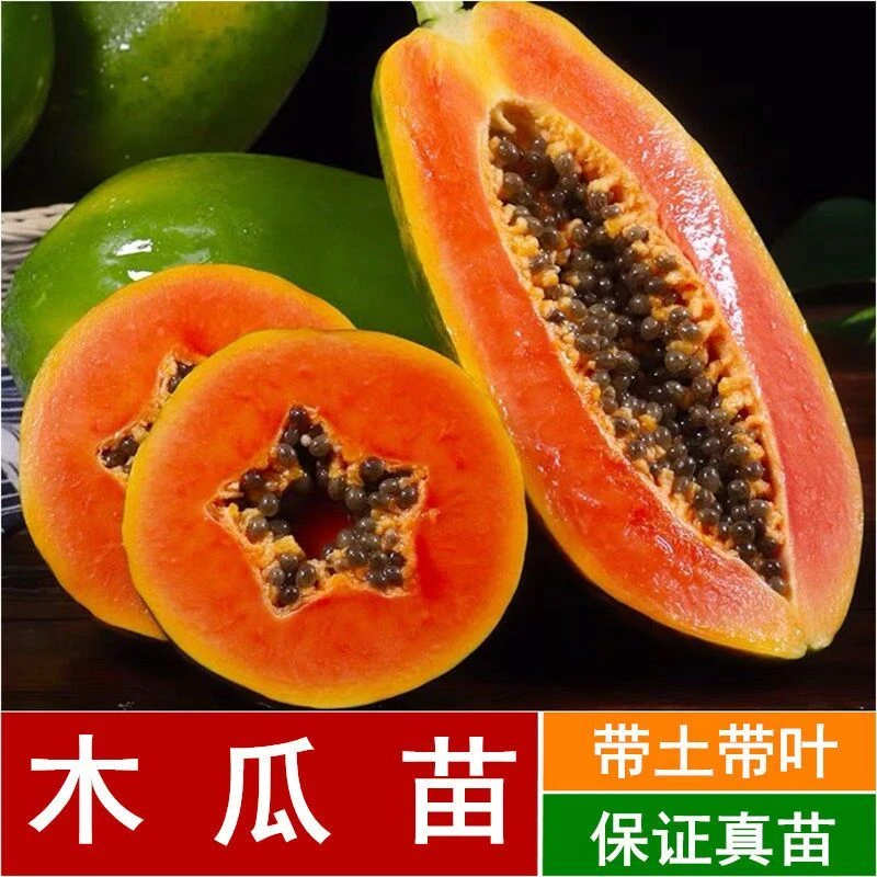 大青红肉水果木瓜苗树四季矮化红心水果木瓜苗南方种植青木瓜苗
