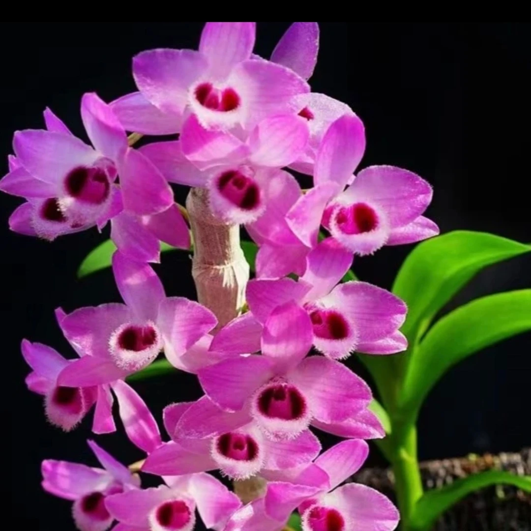 麝香石斛[买一盆发两盆 ， 浓香型， 4一6月开花， 黄叶落叶后开花 ）