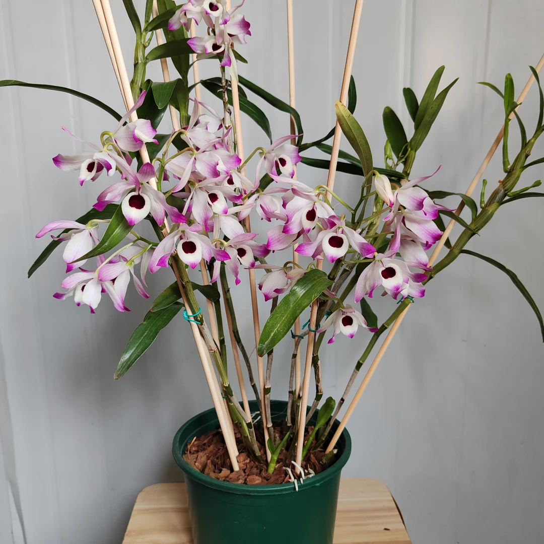 金钗石斛（石斛兰，可食用，观赏花卉，盆栽绿植，药食同源，春季开花）。