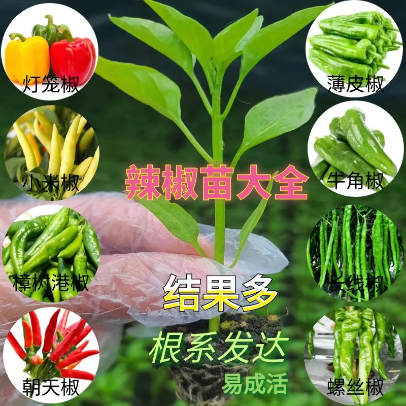蔬菜苗辣椒苗秧苗幼苗朝天椒小米椒薄皮螺丝长线七彩椒苗阳台四季