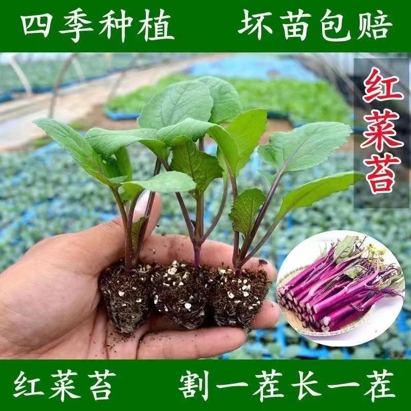 红菜苔秧苗带土紫菜苔芸菜苔红油菜苔洪山菜苔广东菜心金殿玉菜苗