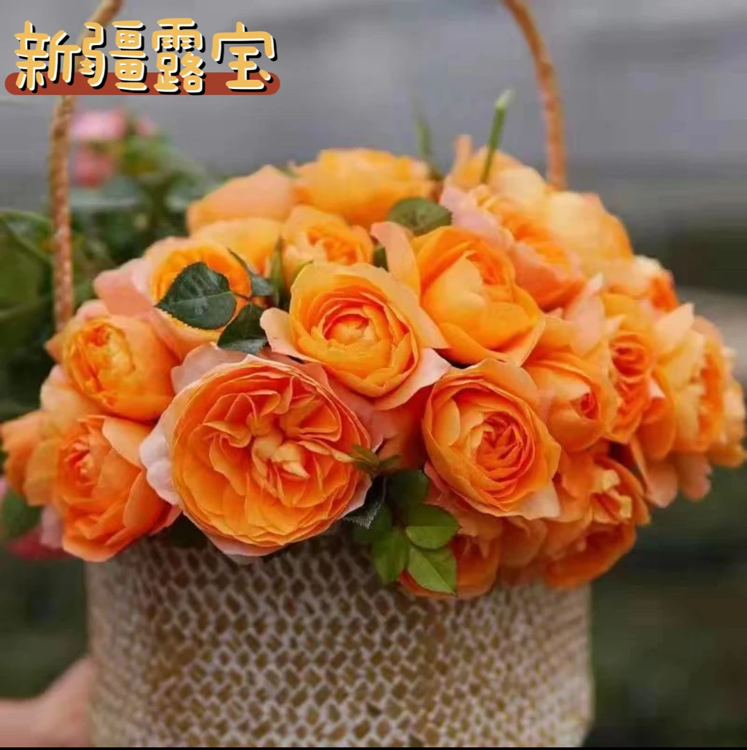 【新疆包邮乌市直发】果汁阳台月季盆栽带花苞绿植室内阳台四季开花