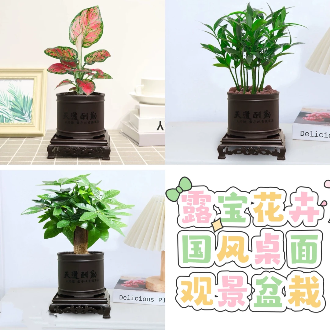 【新疆包邮】发财树富贵椰子红如意好养新手懒人必备
