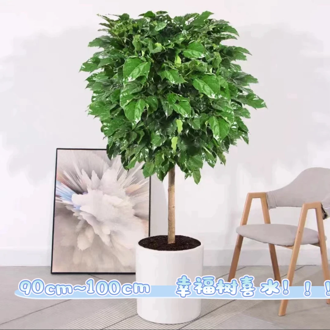 【新疆包邮】绿植室内盆栽幸福树客厅大植物新家吸甲醛净化空气绿宝