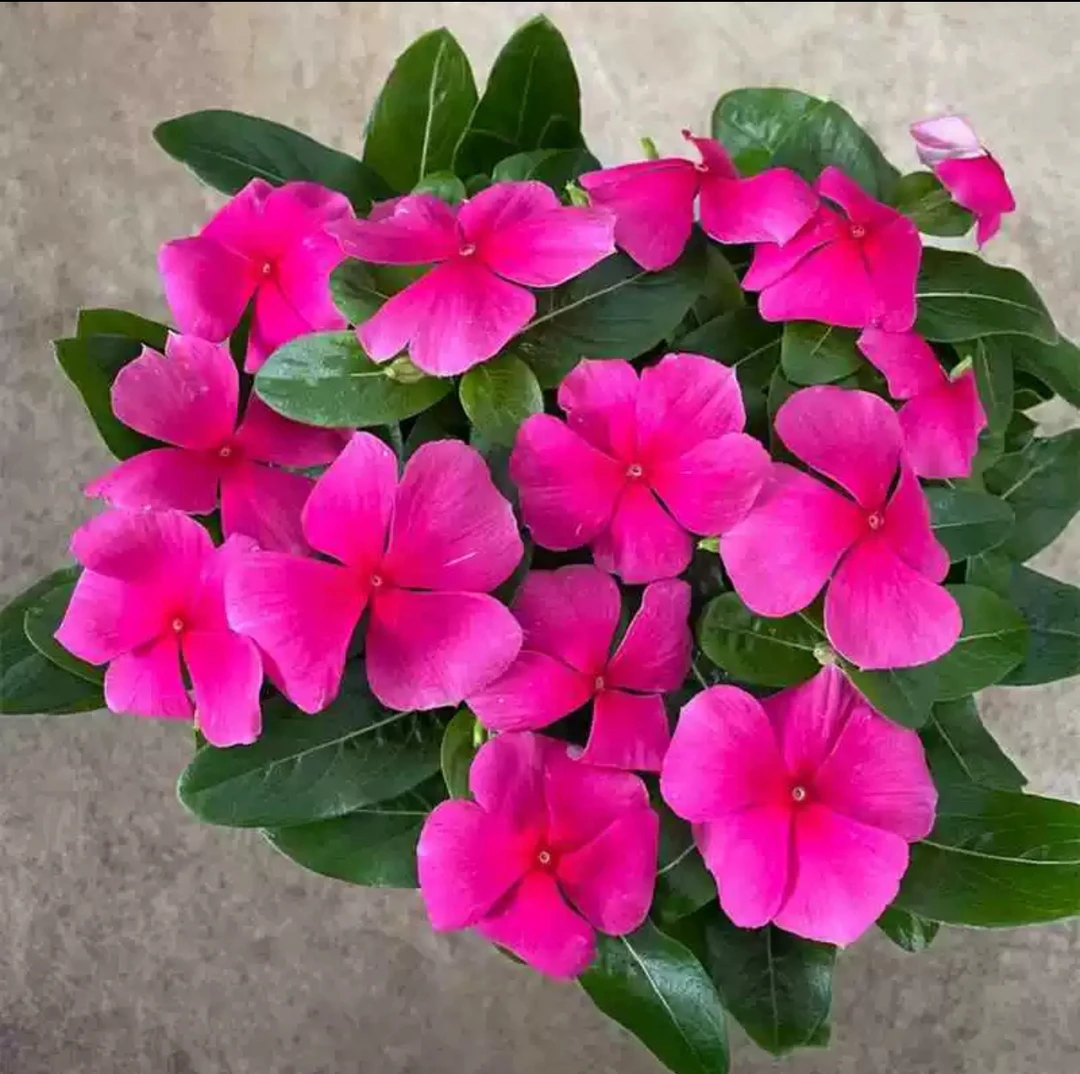 【新疆包邮】天天开四季梅盆栽四季观花带花发货阳台窗台客厅庭院