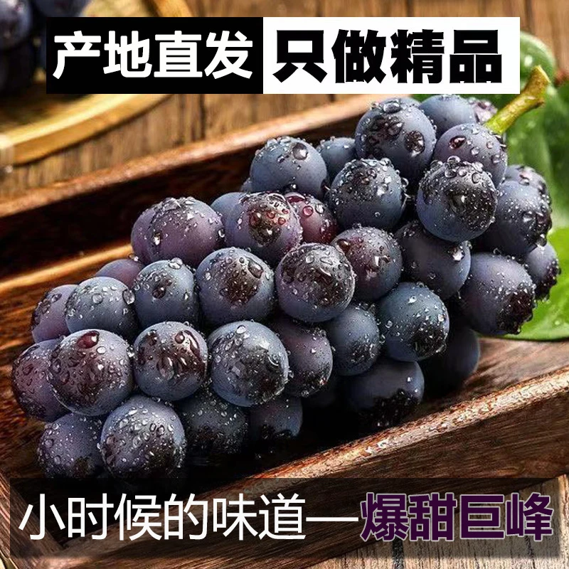【当季鲜果】正宗东北巨峰葡萄1/3/5斤新鲜采摘农家大葡萄整箱包邮