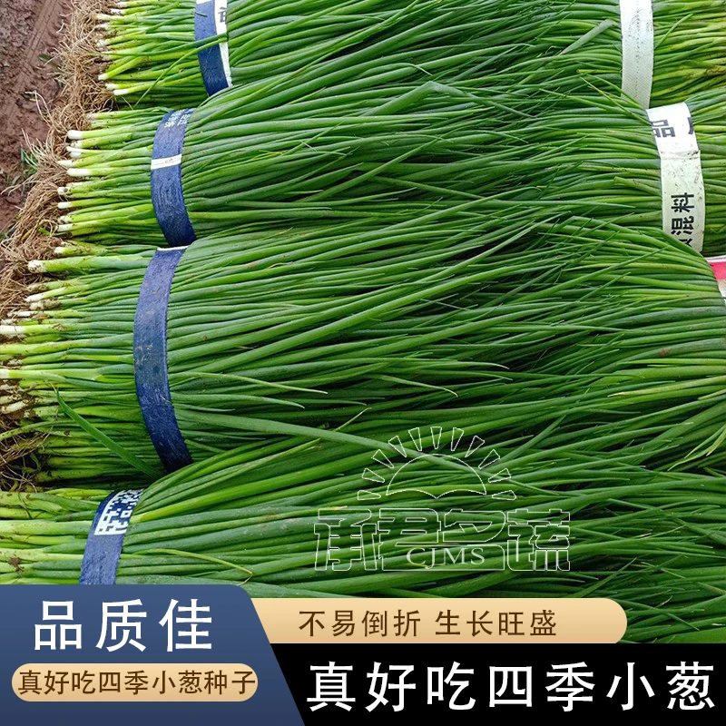 四季小葱种子苗小香葱种籽大葱盆栽葱苗蔬菜孑种头分葱葱红葱头干