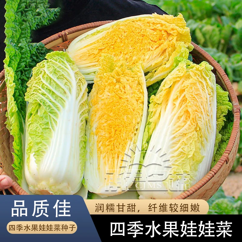 娃娃菜种子小白菜种籽高产黄心娃娃菜种籽小型白菜四季秋冬季蔬菜