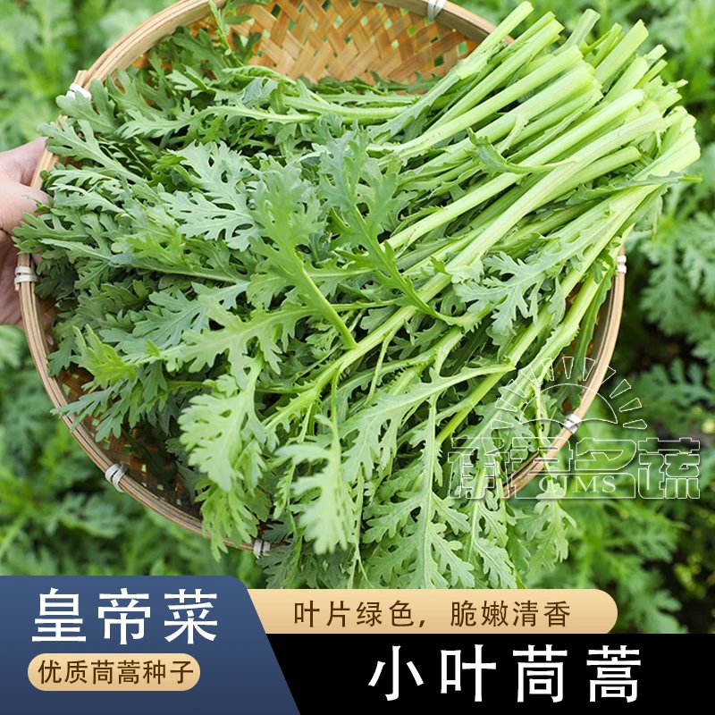 小叶茼蒿种子大全农家茼蒿种籽菜籽四季皇帝菜种苗青菜蔬菜种孑