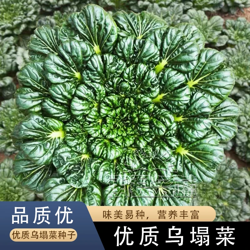 乌塌菜种子高钙保健蔬菜种孑养心菜菊花心大白菜春秋四季播菜种籽