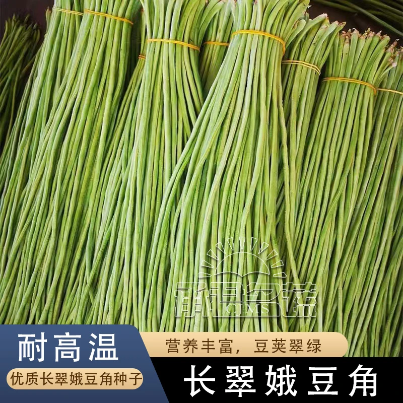 长豆角种籽大全春夏秋四季高产豇豆种孑扁芸豆无架老品种豆角种子