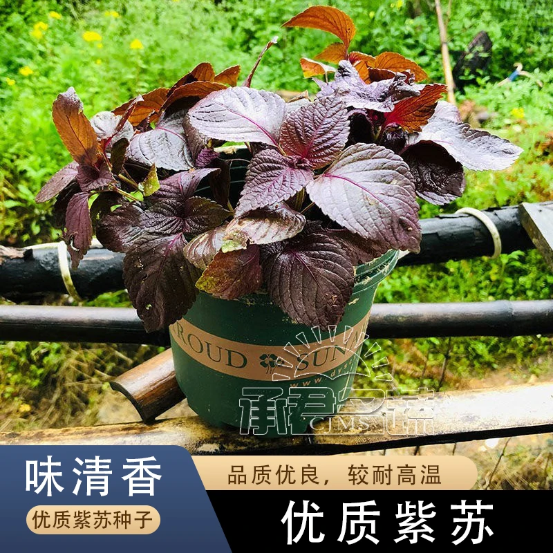 紫苏种子紫苏子种籽可食用大叶苏子籽四季种植盆栽绿苏籽蔬菜种孑