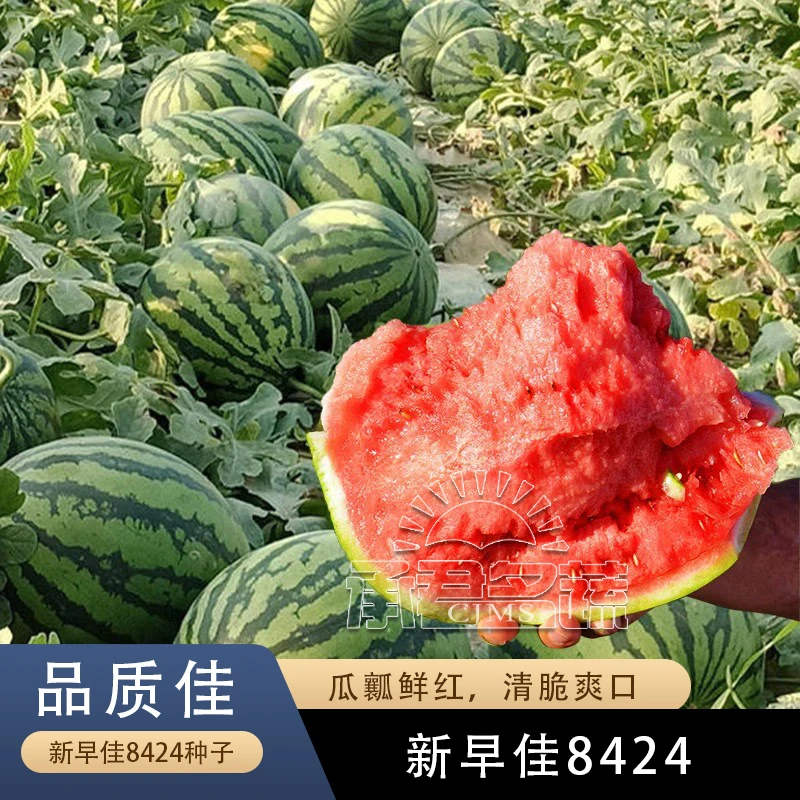 早佳8424西瓜种籽南方无籽西瓜冰糖麒麟西瓜种子盆栽四季秧苗种孑