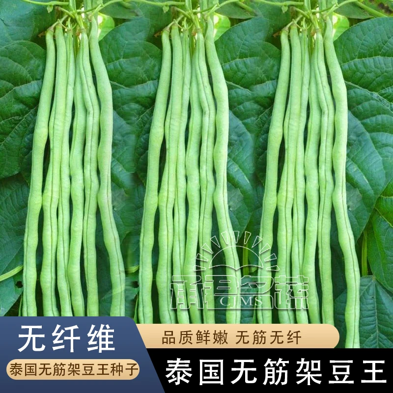 泰国无筋架豆王豇豆种子阳台盆栽大田四季豆种籽春夏秋季蔬菜种孑