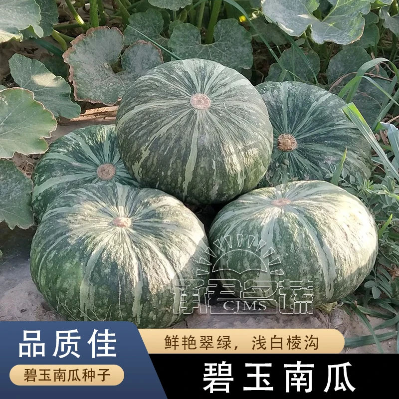 早熟嫩南瓜种子甜糯碧玉春小南瓜种籽春四季阳台盆栽高产蔬菜种孑