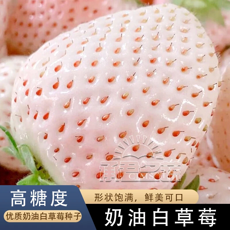 奶油白草莓种子四季盆栽草莓苗子奶莓种籽阳台盆栽庭院水果种孑籽