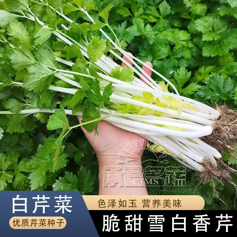 雪白实芹白芹菜种子种籽蔬菜孑冬季秋季高产南方四季籽种盆栽菜籽