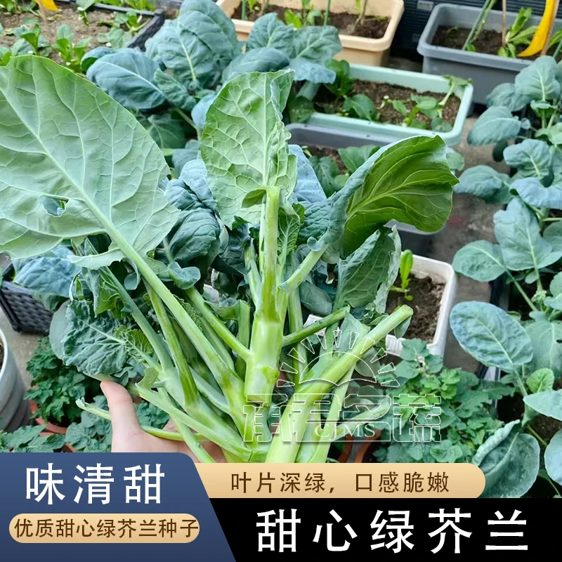 新品甜脆芥兰种子蔬菜春秋四季蔬菜甜芥蓝种子农家菜园大田蔬菜籽