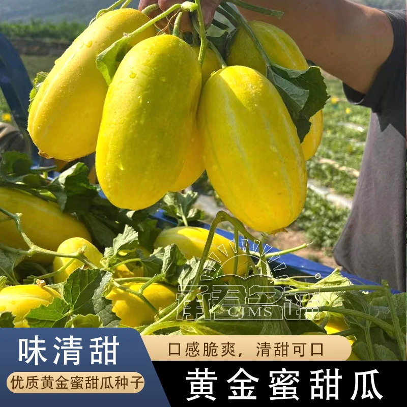黄金蜜甜瓜种子水果黄瓤香瓜种籽春夏超甜早熟正品四季春季冬农家