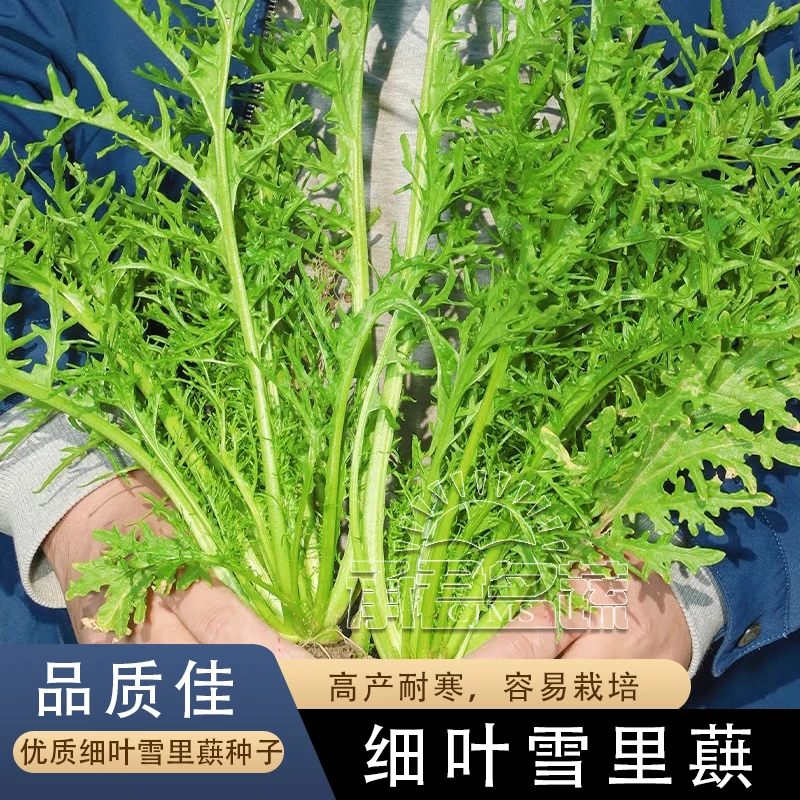 细叶雪里蕻种子雪菜雪里红春不老种籽秋冬青菜农家菜园庭院蔬菜孑