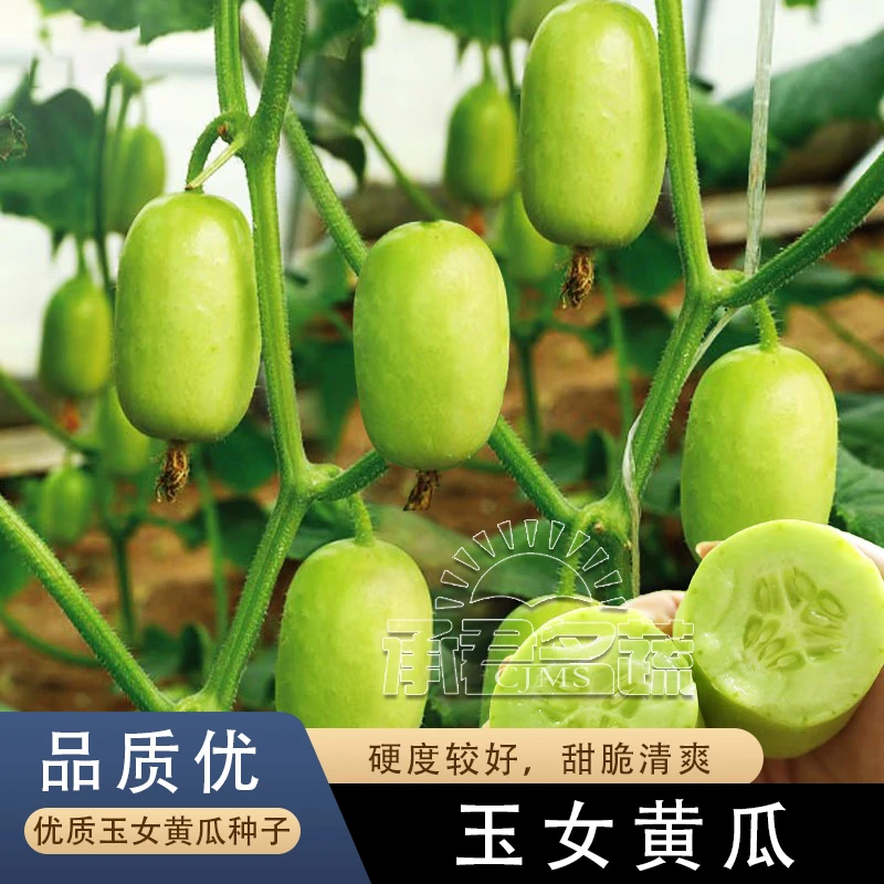 玉女水果黄瓜种子脆甜拇指小黄瓜种籽四季秋阳台盆栽易种蔬菜种孑