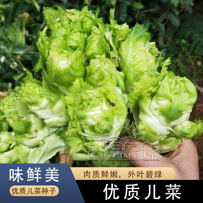 四川儿菜种籽高产早熟抱子芥娃娃菜脆辣儿菜下饭菜盆栽庭院蔬菜子